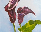 Exotische Calla - Acryl