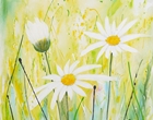 Margeriten - Acryl